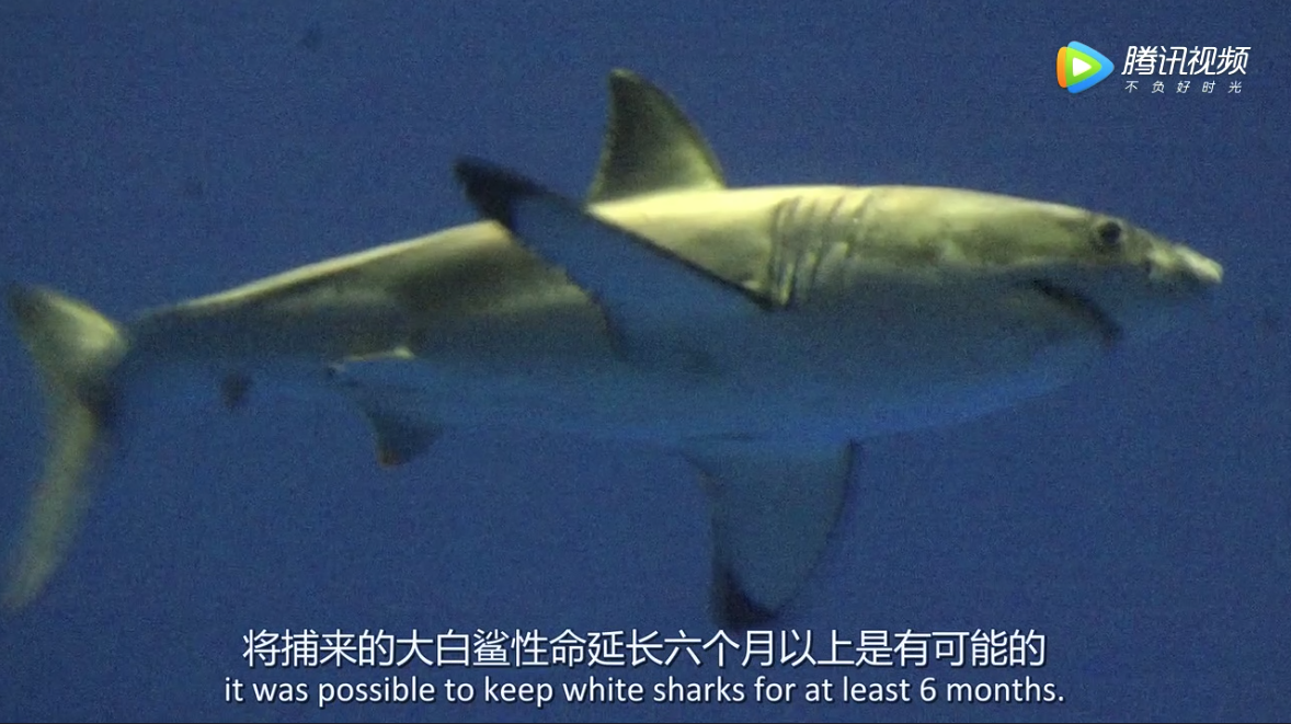 水族馆为什么没有大白鲨？