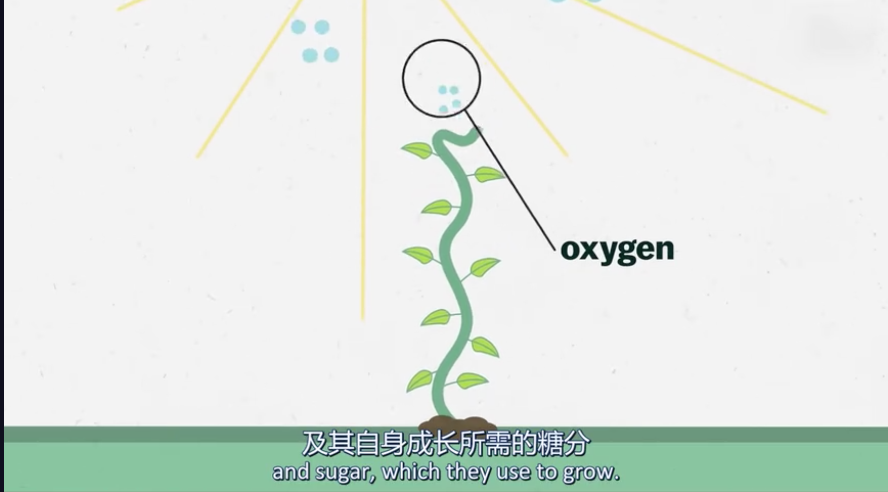 环境中的碳循环是怎么回事?