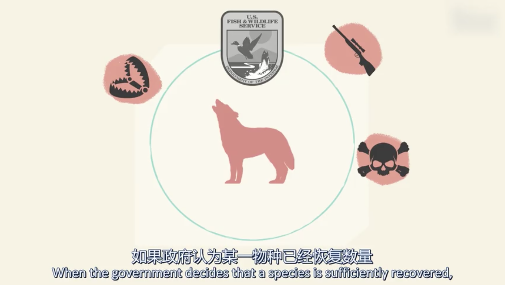 灰狼真的要灭绝了吗？