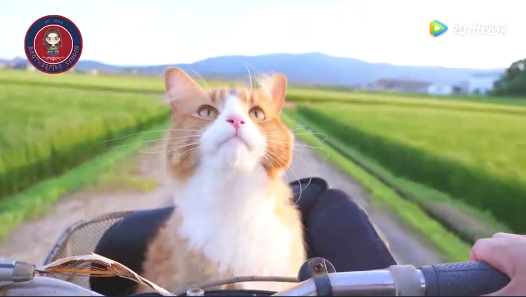 和猫咪们一起做乌冬面是一种什么样的感受?